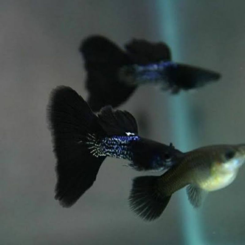 

Packing Styrofoam Guppy Metal Snake Skin Black Tail