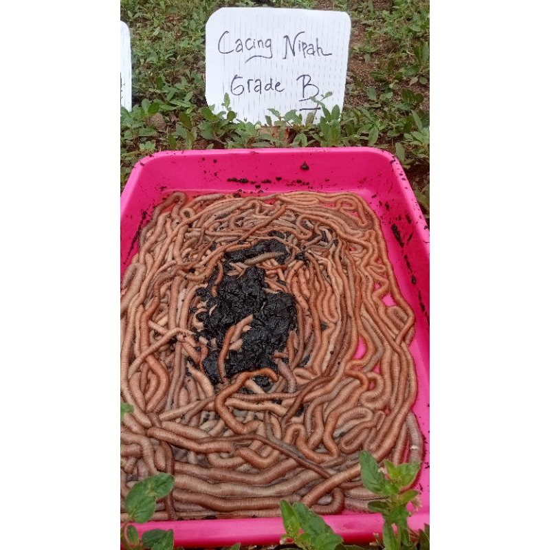 UMPAN CACING NIPAH GREAD B