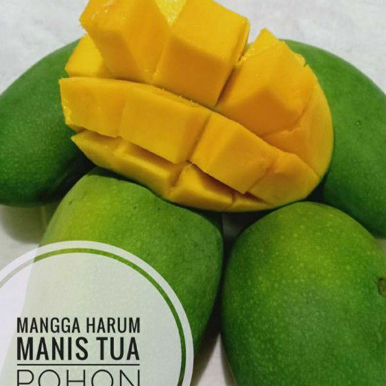 

VBHG5241 COD BUAH MANGGA HARUM MANIS TUA POHON 1KG