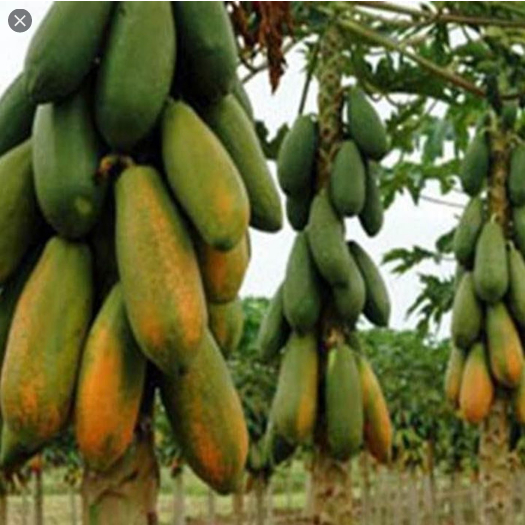 10 Benih Pepaya Thailand Unggul