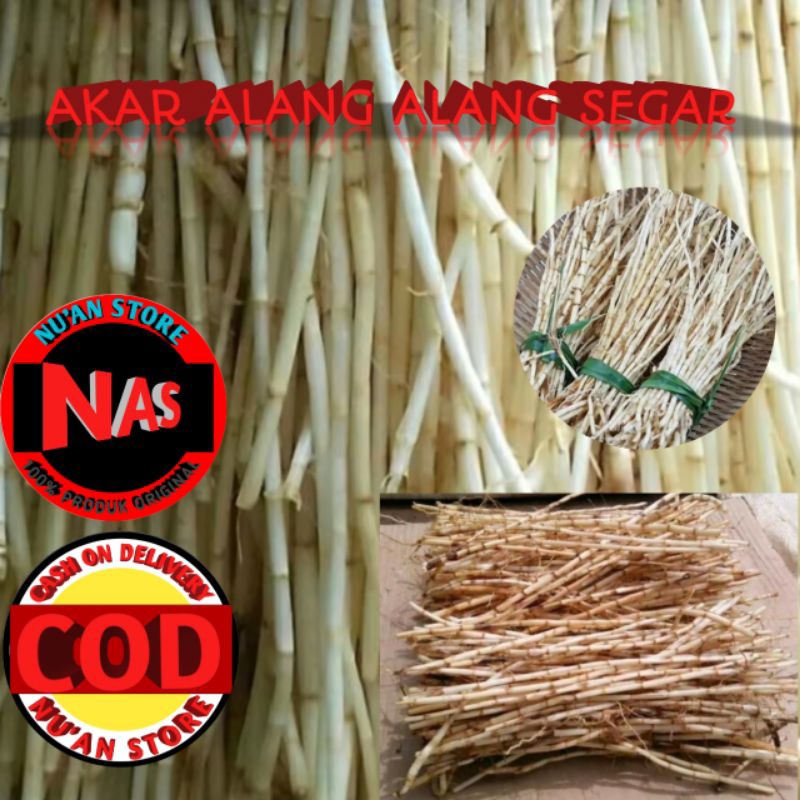 

AKAR ALANG ALANG SEGAR Kemasan 500grm
