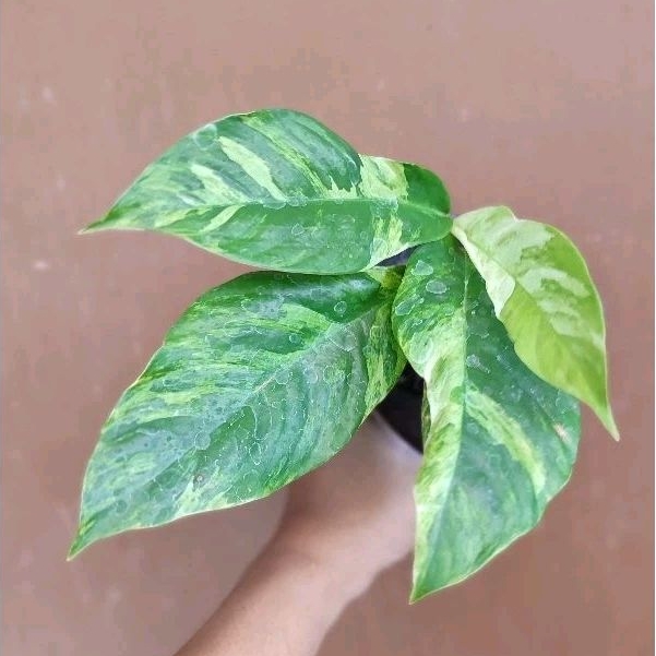 Raphidopora foraminifera varigata