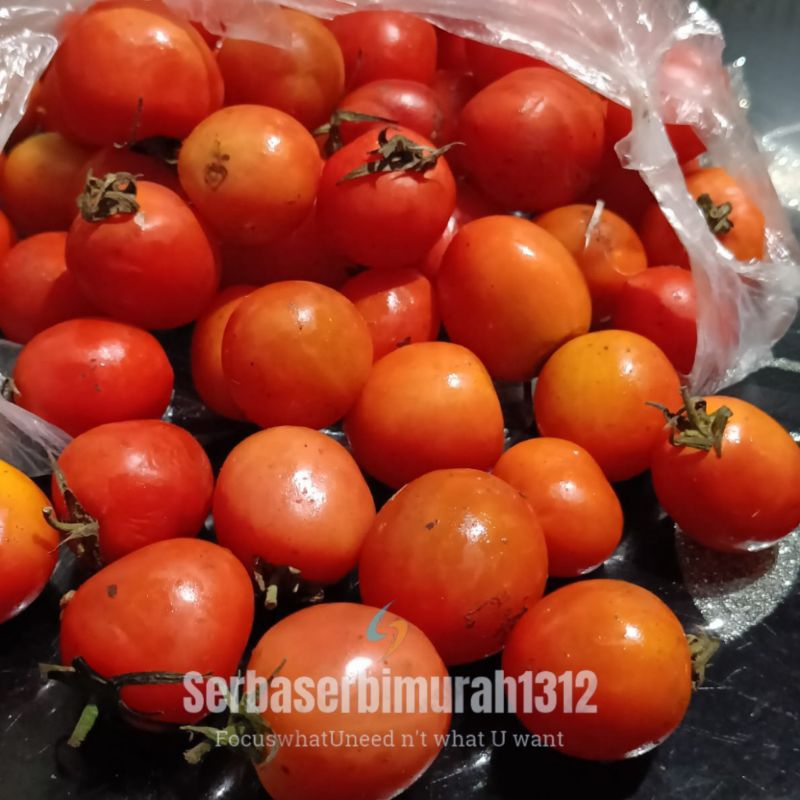 

Biji Tomat Sayur 100 biji/1.000,-