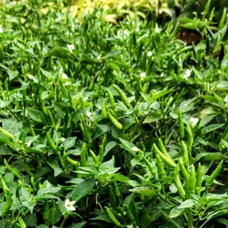 40 Butir Biji/Benih Cabe/cabai Rawit Hijau Unggul/cengis cengek RAYA