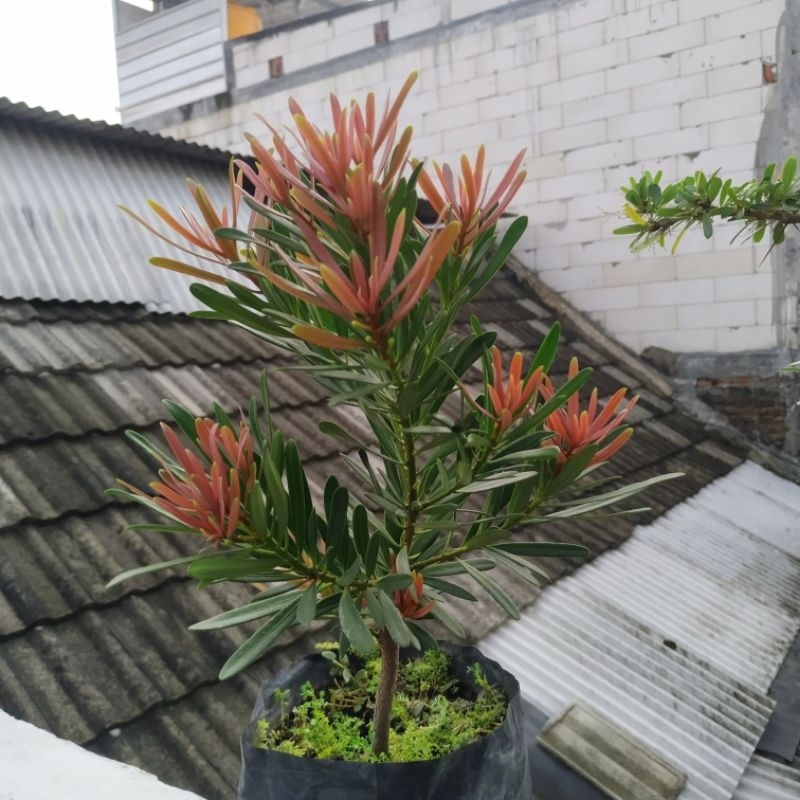 Bibit Bonsai Lohansung Pucuk Merah