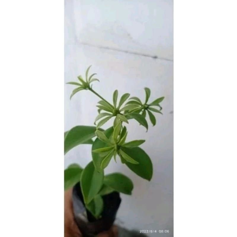 BIBIT ORA PRO NOBIS BERBUGA / PARESKIA ACULEATA