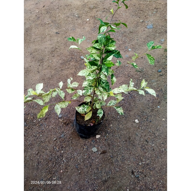 Kembang sepatu variegata bunga merah