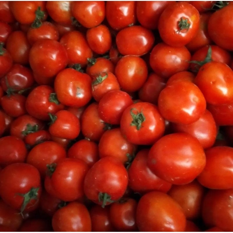 

tomat merah grade A super
