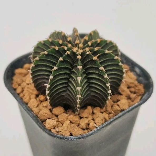 Kaktus Gymno LB 2178 Ori