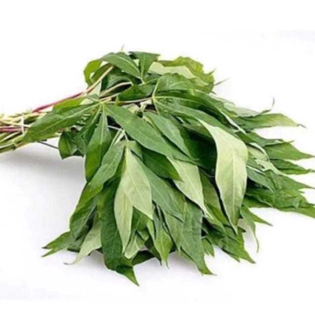 

DAUN SINGKONG
