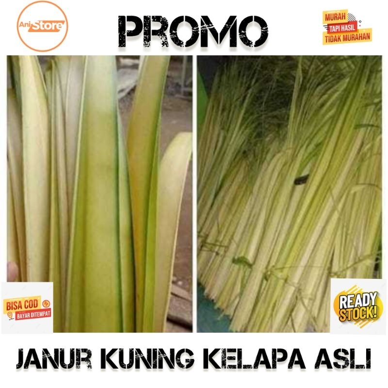 

Janur kelapa atau daun kelapa muda buat hiasan dan bikin ketupat isi sekitar 30 sampe 35 pcs