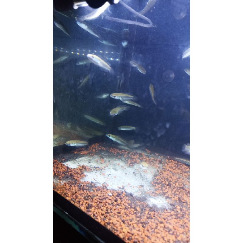 Paket 5 e Ekor Maru ys 6-7Cm random(Foto awal sample yg udh di Sortir)