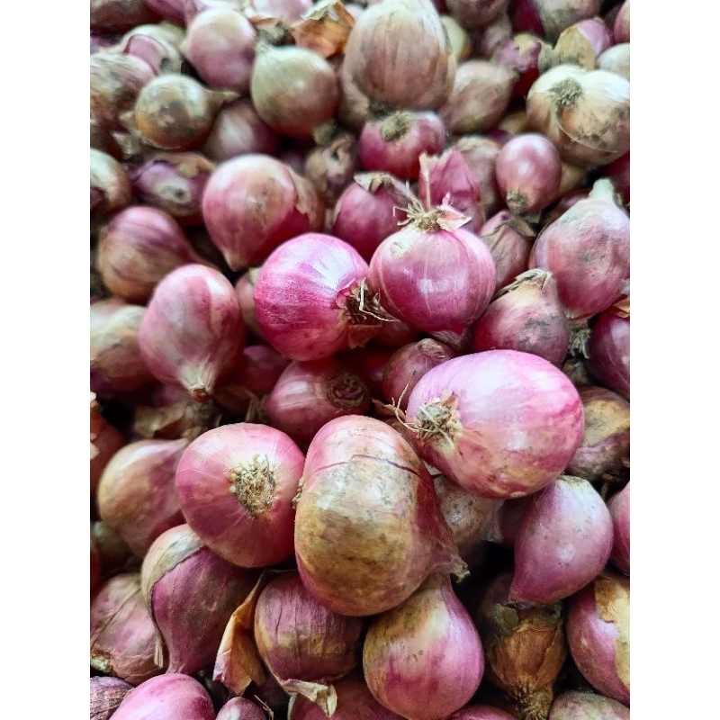

bawang merah Probolinggo