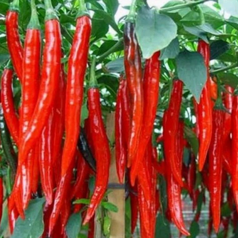 50 Biji benih bibit Cabe/Cabai Merah besar panjang simpatik 17