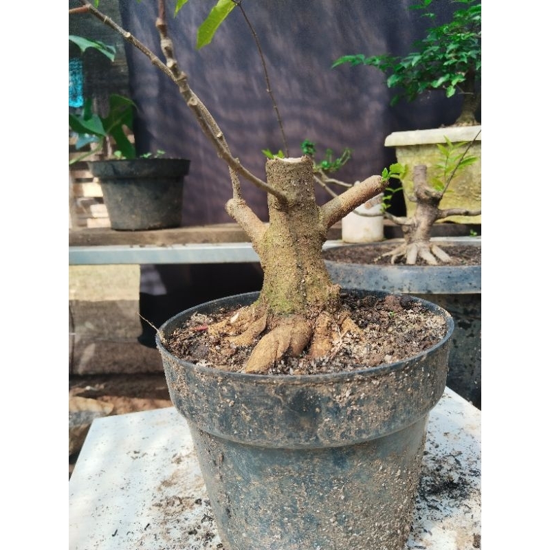 bahan bonsai waru taiwan prokar pecah batang