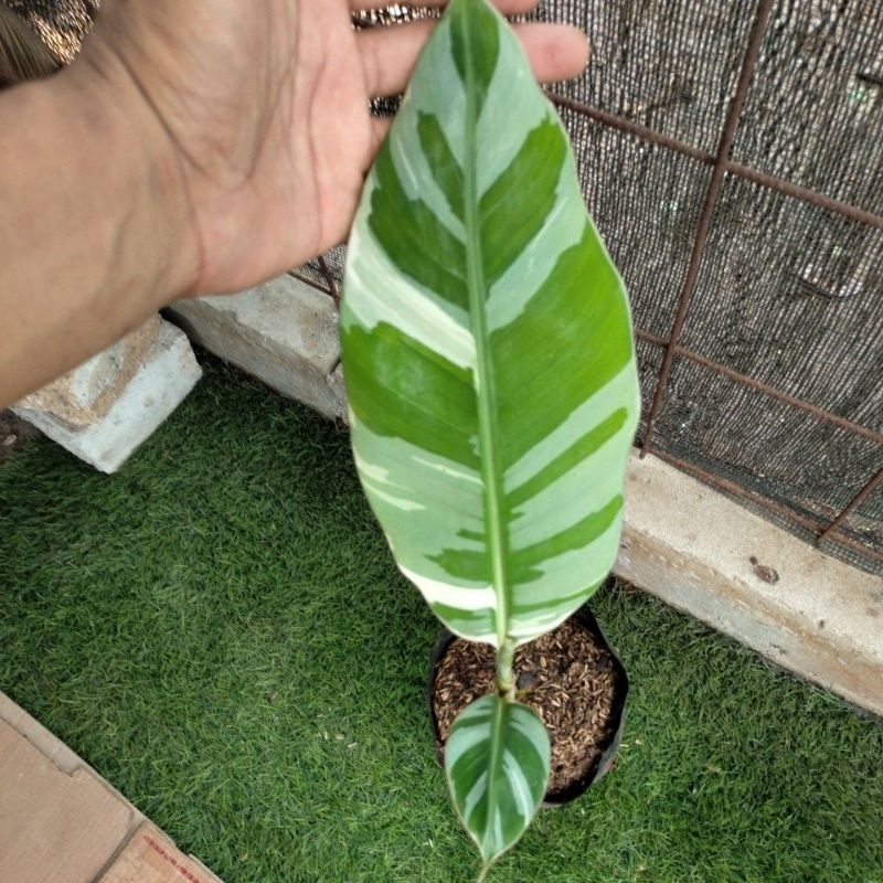 pisang varigata musae