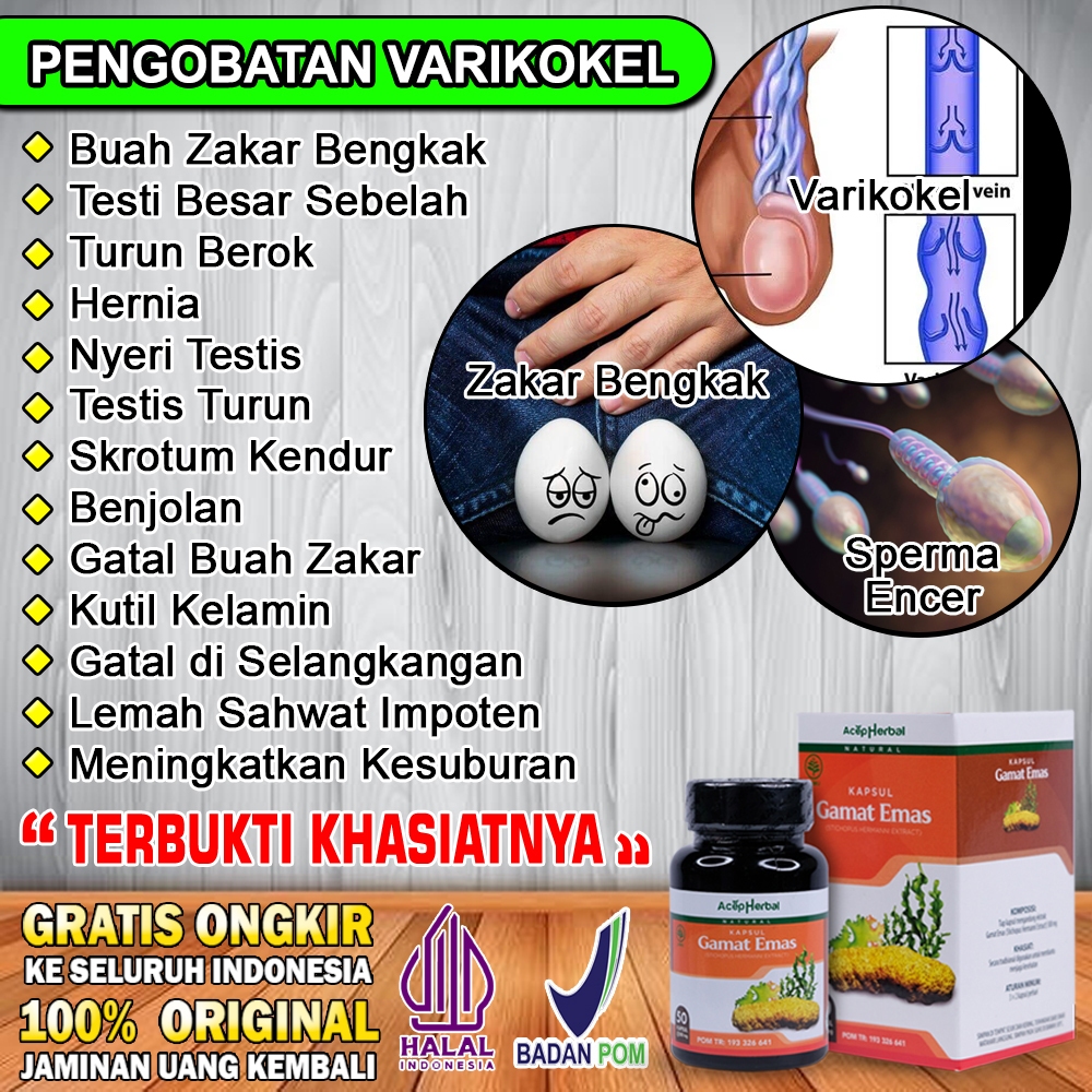 Obat Varikokel Turun Berok Hernia Testis Besar Sebelah Kutil Kelamin Gatal Selangkangan GAMAT EMAS
