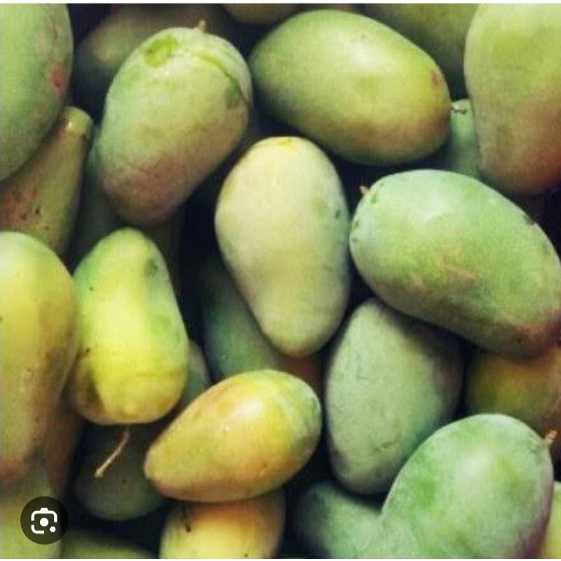 Buah Mangga gayam 1 kg