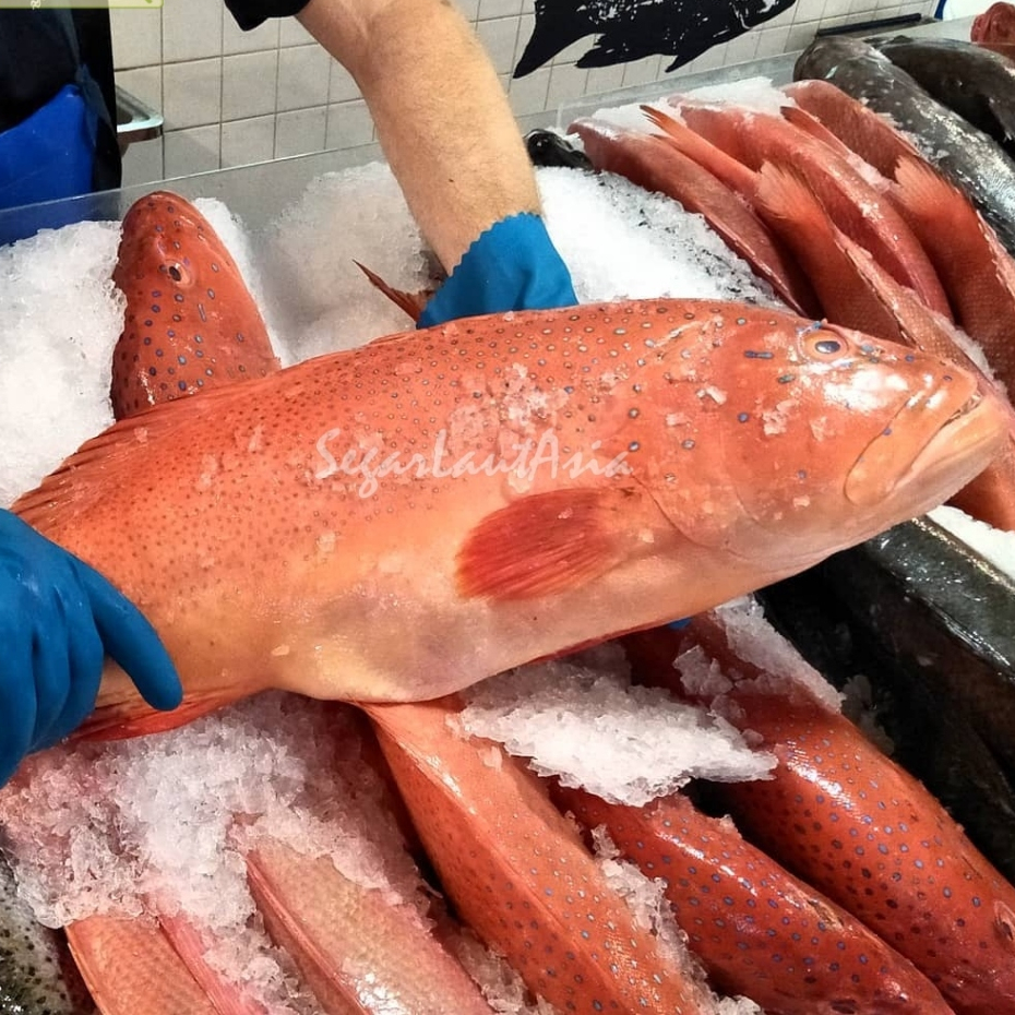 

Ikan Kerapu Segar 1Kg Ikan Kerapu Utuh Ikan Kerapu Lodi Ikan Kerapu Merah Grouper Fish