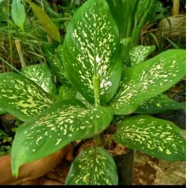 tanaman hias blanceng beras tumpah