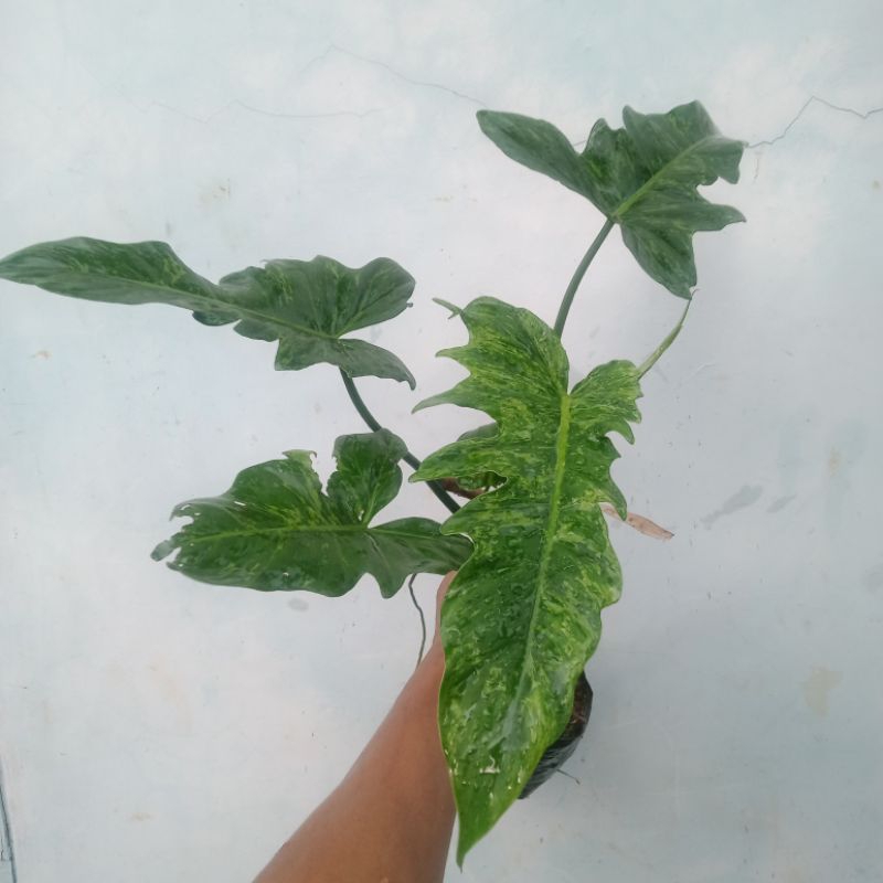 philodendron dragon varigata