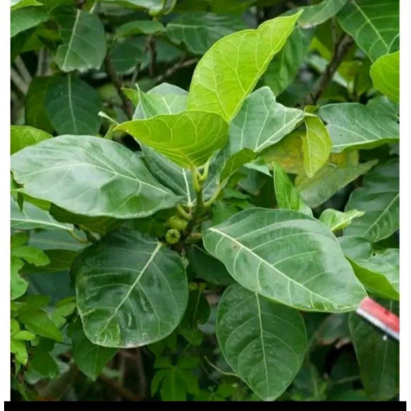 

Daun Awar-awar bungkus tempe/1kg