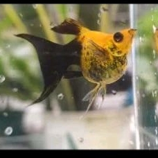 molly golden black balon lyritel