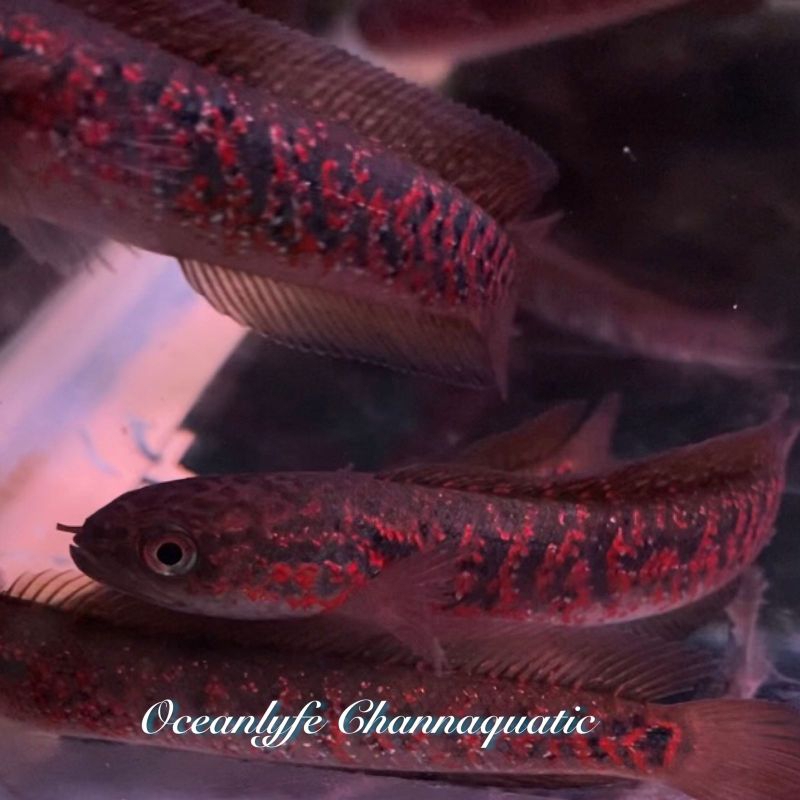 [GARANSI D.O.A] ASIATICA RED SPOT KALIMAYA