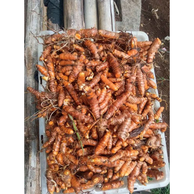 

kunyit segar 1kg 5000