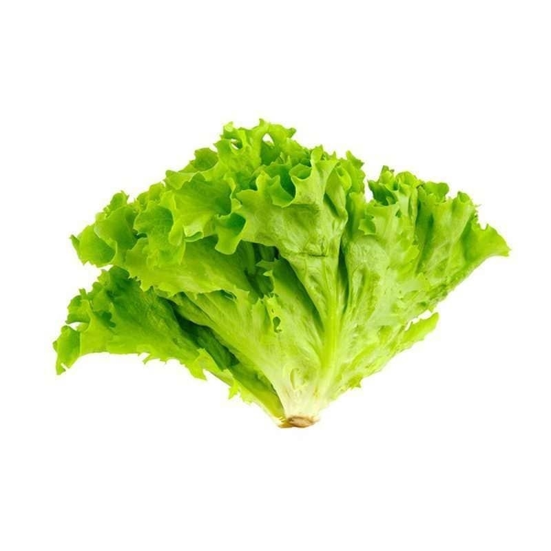 

Sayur Selada Keriting