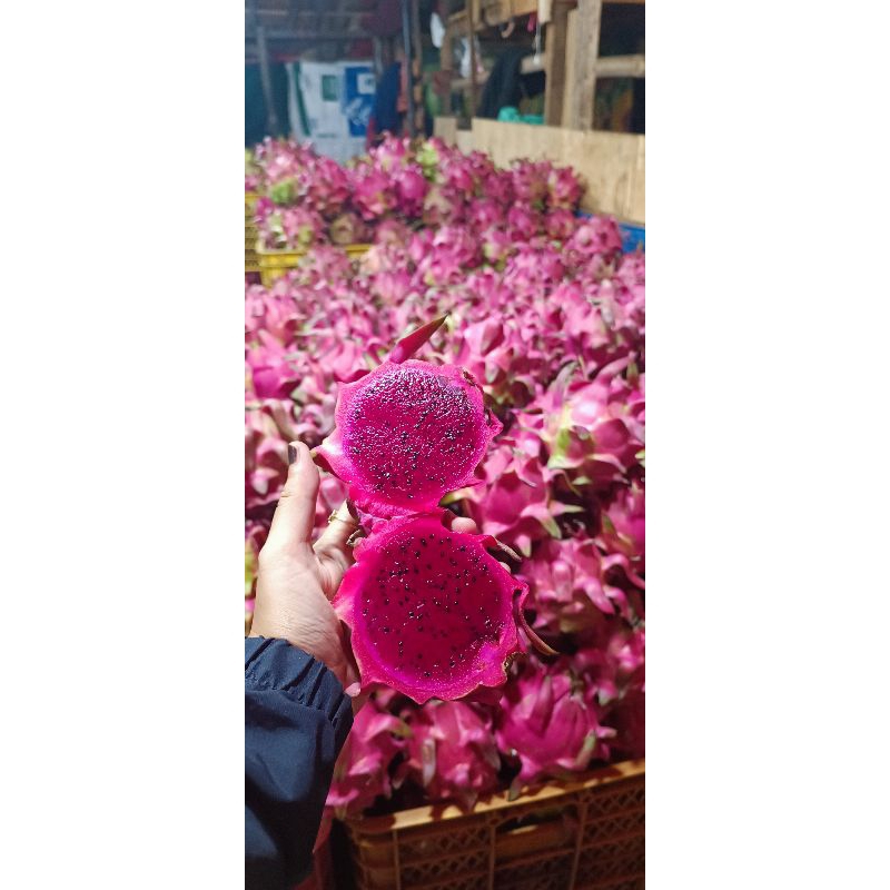 

buah naga merah manis size besar