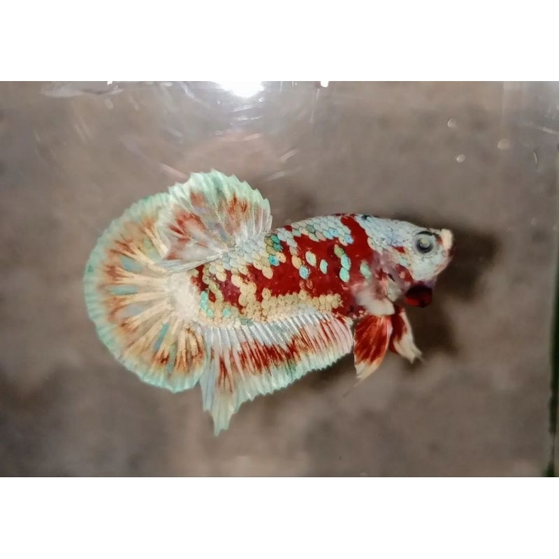 PK CUPANG BARONGSAI UKUR M