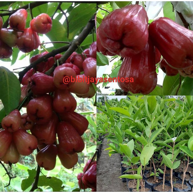Bibit jambu air citra super manis