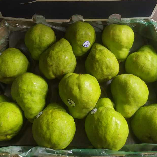 

PEAR PACHKAM AFRIKA 900-1.000gr