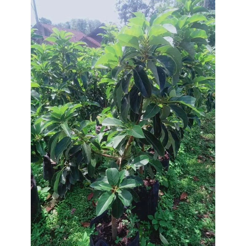 

Daun alpukat herbal 1kg