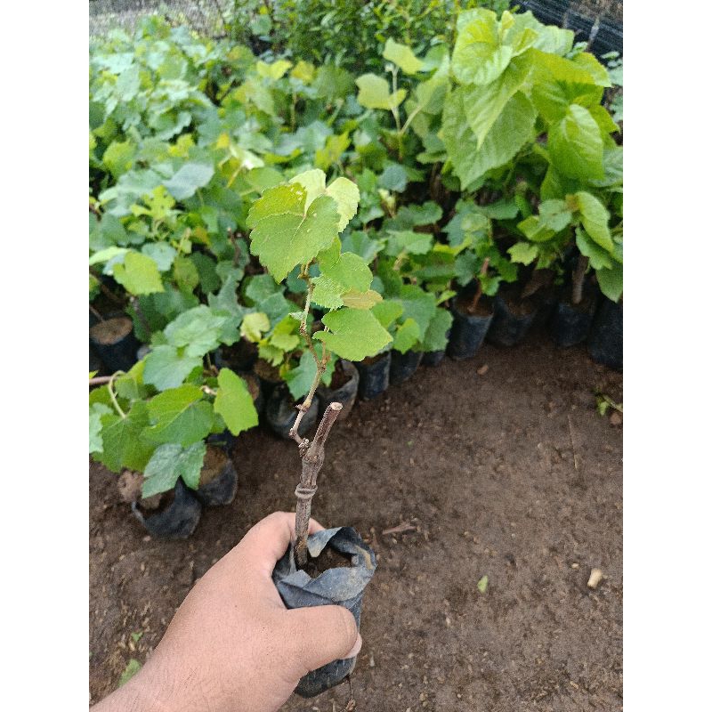 BIBIT TANAMAN ANGGUR LOKAL BUKAN SAMBUNG(batang bawah)