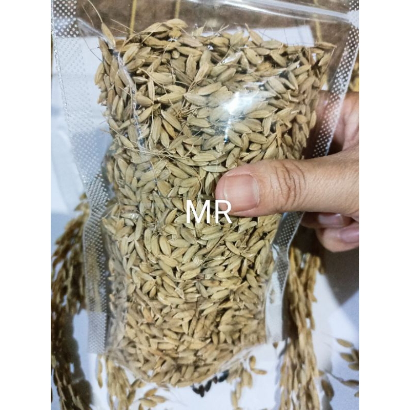 Padi ketam hitam bersih tanpa gabah original hitam