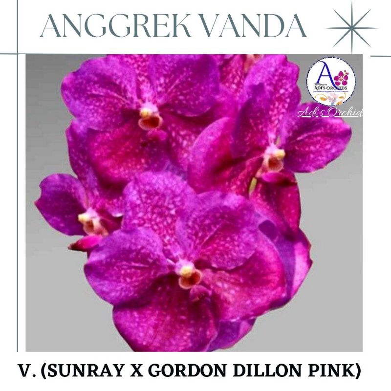Anggrek Vanda Sunray x Gordon Dillon Pink