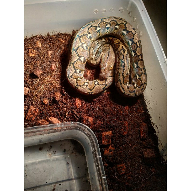 retic super dwarf lokaliti madu