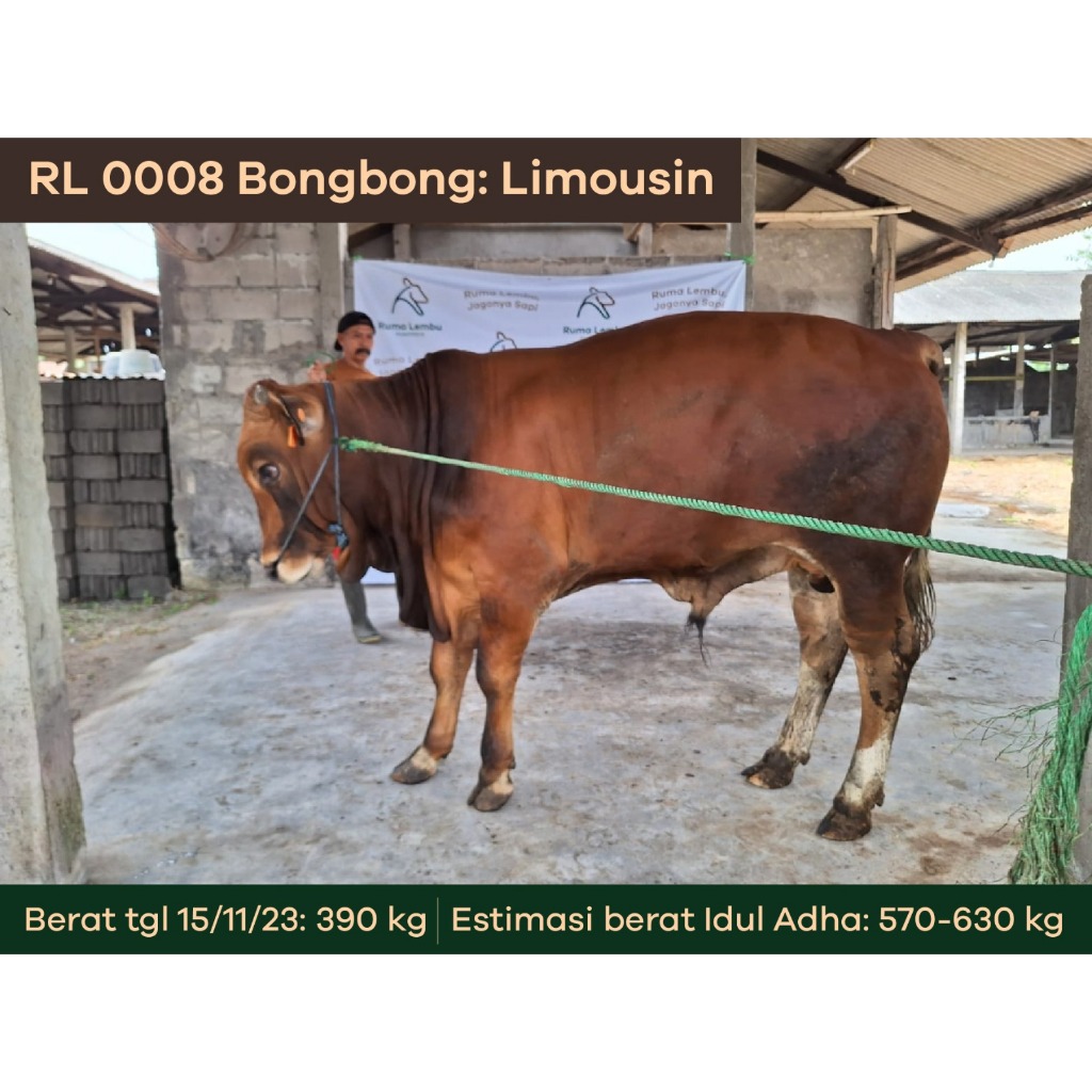 

Sapi Qurban Premium Limousin