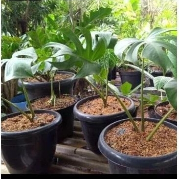 Monstera Deliciosa - Philodendron Monstera Deliciosa