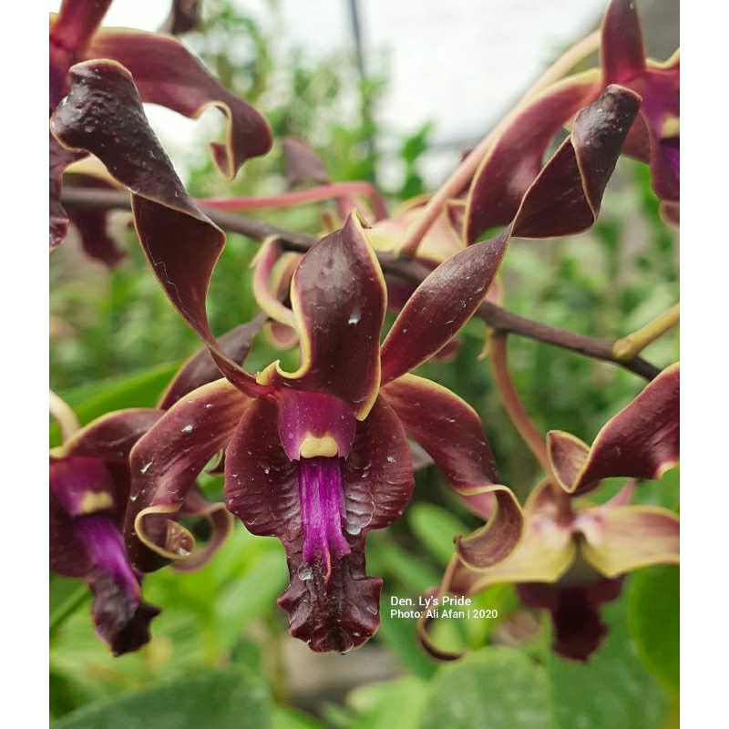 Anggrek Dendrobium Ly's Pride Remaja