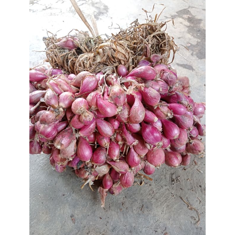 

BAWANG MERAH USIA 1-2 BULAN