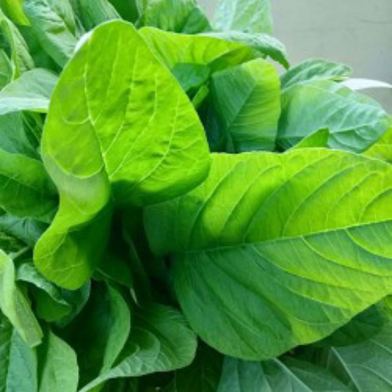 BIBIT BENIH BAYAM HIJAU DAUN LEBAR || BAYAM PETIK || ± 1000 BENIH || COD