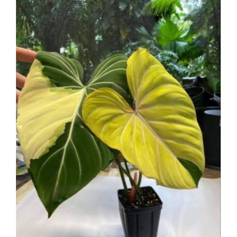 tanaman hias gloriosum varigata phillodendron langka