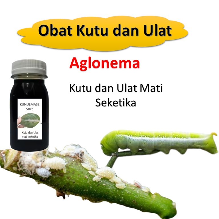 obat aglonema / Obat hama aglonema / Obat kutu putih pada tanaman / Obat pembasmi hama tanaman