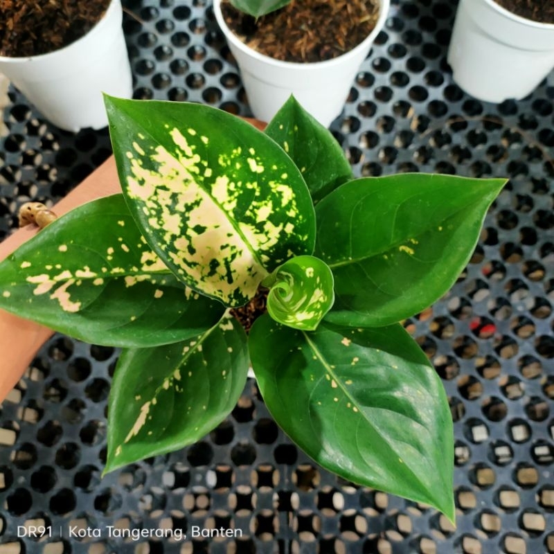 aglonema suksom white