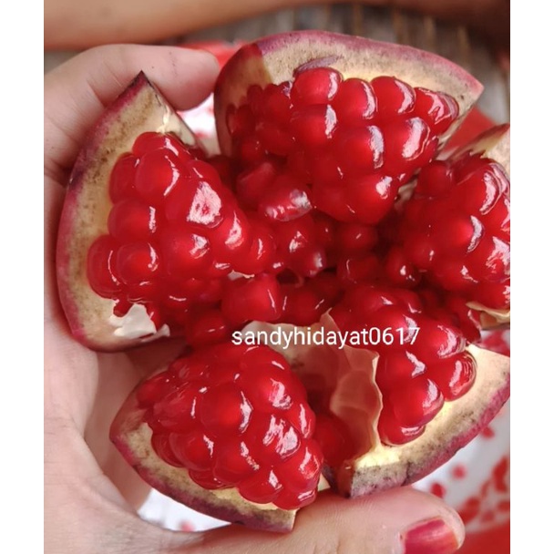 

Cuci gudang Buah Delima Merah Spanyol Manis dan biji Lunak satuan ukuran kecil