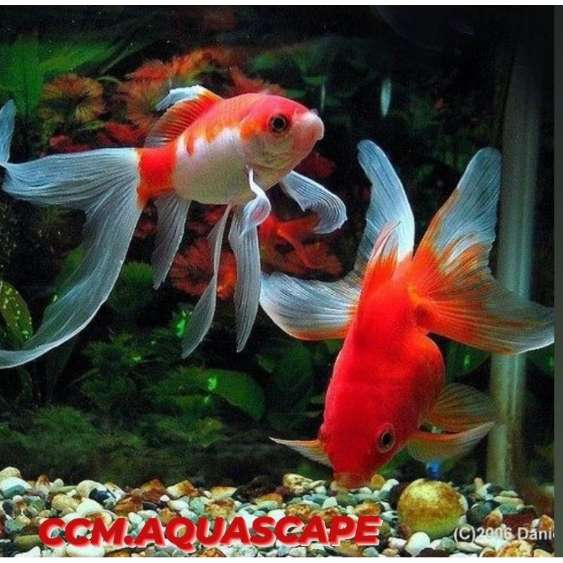 KOMET SLAYER MERAH-PUTIH