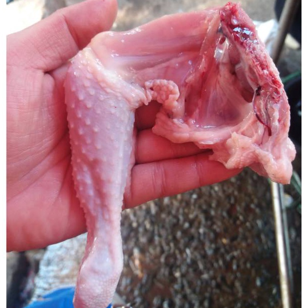 

COD TERMURAH Paha Ayam Pejantan Kalasan Fresh